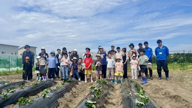 お仕事体験イベント　サツマイモの苗植え付け体験