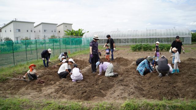 お仕事体験イベント　サツマイモ収穫祭体験